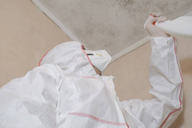 Best Post-Flood Mold Remediation in Meyersdale, PA