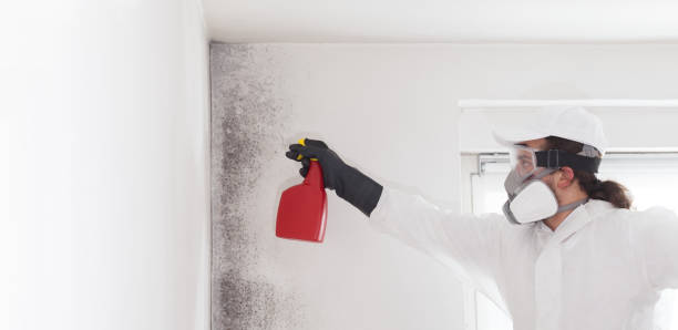 Best Emergency Mold Remediation in Meyersdale, PA