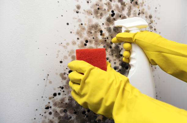 Best DIY Mold Remediation Support Services in Meyersdale, PA