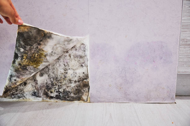 Best Attic Mold Remediation in Meyersdale, PA
